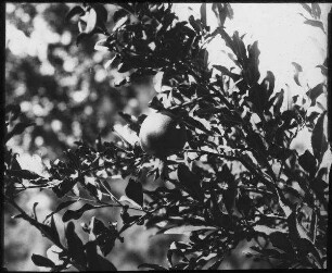 Granatapfel