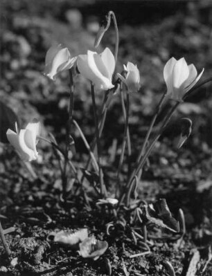Alpenveilchen (Cyclamen), Pflanzengattung in der Familie der Myrsinengewächse (Myrsinaceae)