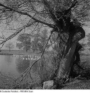 Weide am Ufer eines Sees?