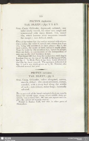 Pecten carinatus. Tab. DLXXV.—fig. 4
