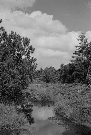 Zinnwald-Georgenfeld. Naturschutzgebiet Georgenfelder Hochmoor