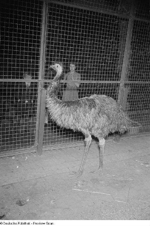 Emu im Leipziger Zoo