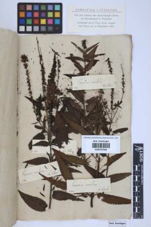 Veronica maritima L.