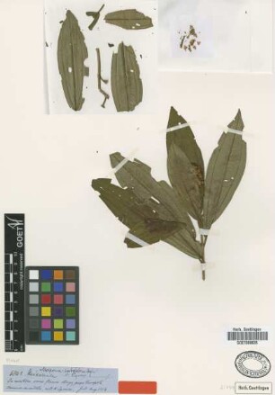 Miconia subglabra Cogn.
