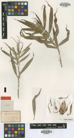 Freycinetia luzonensis C.Presl [type]