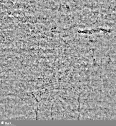 Lilienschild + IESV / LW = S.99/100