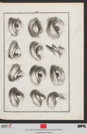 Taf. 36 [Augen (Schraffur)]