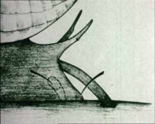 Predatory Behavior of the Shell-Boring Snail Urosalpinx cinerea