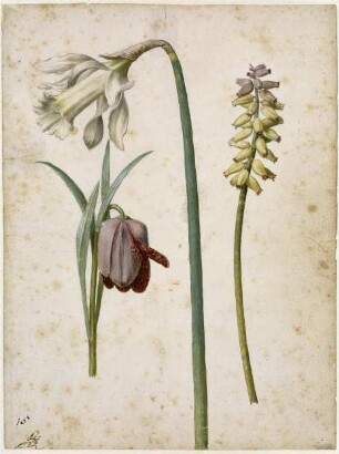 Alpen-Schachblume, Trompeten-Narzisse, Träubelhyazinthe