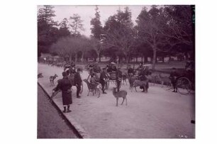 Nara, Japan. Nara-Park. Touristen in Rikschas mit einheimischen Läufern inmitten zahmer, heiliger Rehe