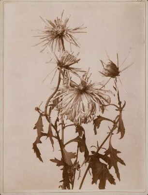 Verwelkte Chrysanthemen