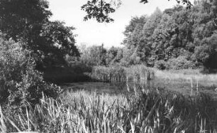 Hirschfelde-Schlegel-Burkersdorf. Teich bei der Kirche, oberhalb der ehem. Schneidemühle