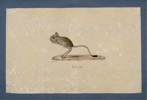 Gerbo femelle. [bis] Gerf de Timar.