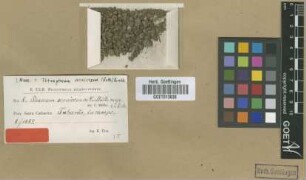 Tetrapterum vernicosum (Müll.Hal. ex G.Roth) Broth.