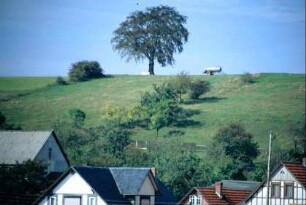 Höhenzug hinter dem Dorf mit markantem Baum, Viehkoppel