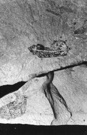 Hainbuche. Abdruck zweier Samen auf oberoligozänem Schiefer der Schieferhalde von Seifhennersdorf (Kreis Zittau)