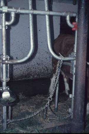 Fotografie: Milchviehhaltung, Anbindehaltung, Anbindevorrichtung