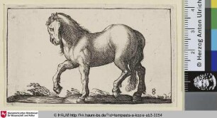 [Pferd nach links gehend; Horse Walking to the Left]