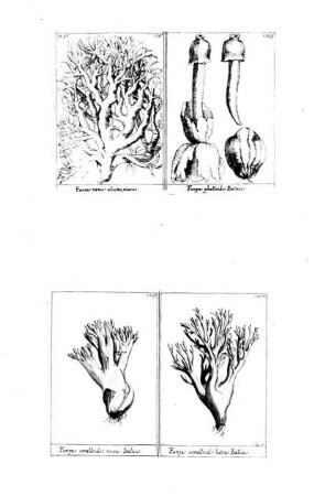 1256-1260