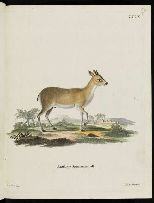 CCLX. Antilope Grimmia Pall.
