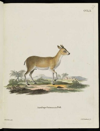 CCLX. Antilope Grimmia Pall.
