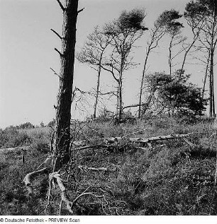 Kiefern an der Ostsee, Windflüchter