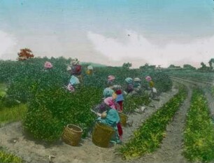 Japan, Teeanbau. Einheimische beim Pflücken auf einer Teeplantage