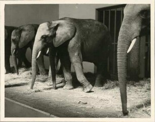 Elefanten im Basler Zoo