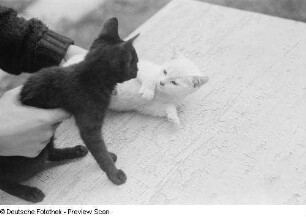 Katzen