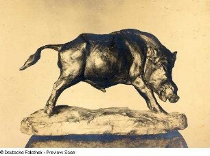 Springender Wildeber