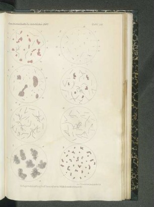 Tafel XIII