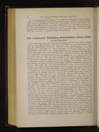 Ein verkannter Schädling Anthonomus cinctus Redt.