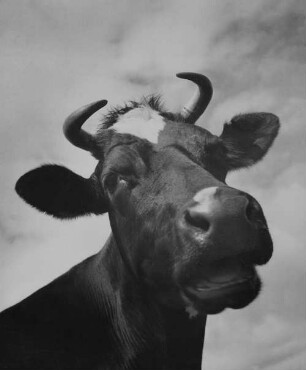Archivfotografie "motive_tiere_haus_rindvieh_1066"