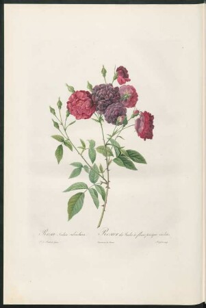 Rosa Indica subviolacea. Rosier des Indes à fleurs presque violettes. Langlois sculp.