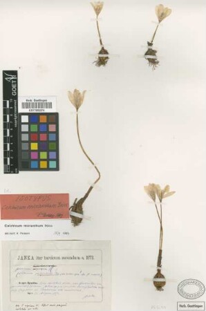 Colchicum micranthum Boiss. [isotype]