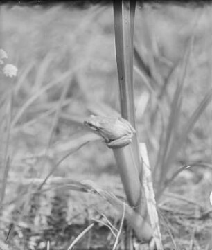 Europäischer Laubfrosch : Europäischer Laubfrosch (Hyla arborea Linnaeus) auf Schilf.