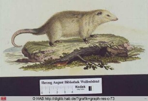 Abbildung eines Didelphys Marsupilais (Südopossum).