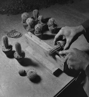 Archivfotografie "motive_botanik_kakteen_on02"