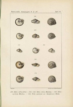 Iconographie der Land- und Süsswasser-Mollusken : mit vorzügl. Berücksichtigung d. europäischen noch nicht abgebildeten Arten. Tafelbd., NF, 4. 1890