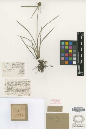 Scirpus cubensis Poepp. & Kunth.