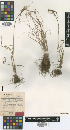Cyperus nigripes (C.B.Clarke) Kük. var. grandiceps Kük.[type]