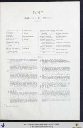 Tafel V. Muskelfigur des Athleten.