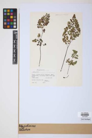 Adiantum