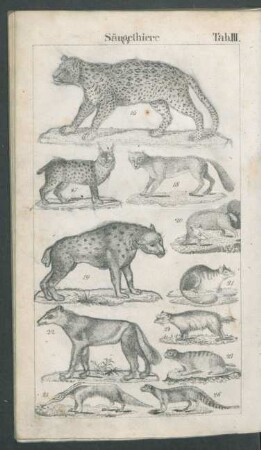 Tafel III. Säugethiere.
