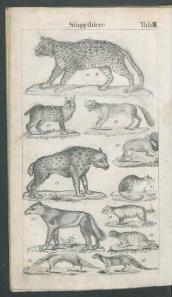 Tafel III. Säugethiere.