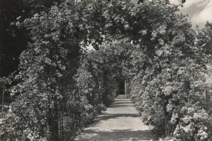 Dresden-Loschwitz. Schloss Eckberg. Park, Rosenlaubengang
