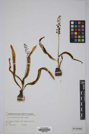 Scilla haemorrhoidalis Webb & Berthel.