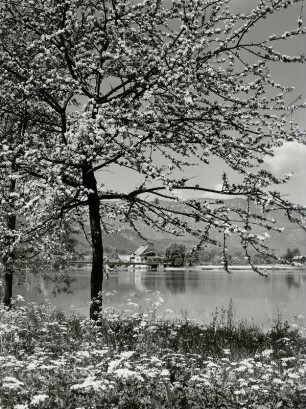Frühlingstag am Hallstädter See