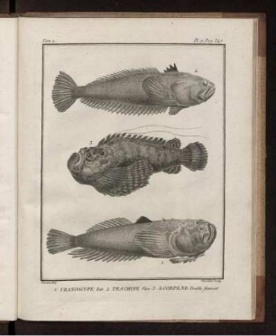 Pl. 11