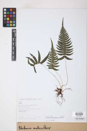 Blechnum malacothrix Maxon & C.V. Morton